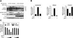 SUMO1 Antibody in Western Blot (WB)