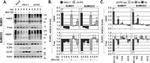 SUMO1 Antibody in Western Blot (WB)