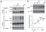 SUMO1 Antibody in Western Blot (WB)