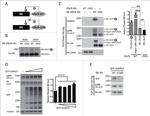 SUMO1 Antibody in Western Blot (WB)