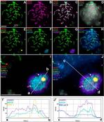 SUMO1 Antibody in Immunocytochemistry (ICC/IF)