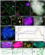 SUMO1 Antibody in Immunocytochemistry (ICC/IF)