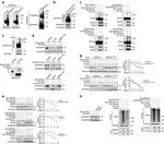 SUMO1 Antibody in Western Blot, Immunoprecipitation (WB, IP)