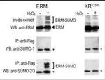 SUMO1 Antibody in Western Blot (WB)