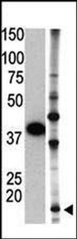 SUMO2 Antibody in Western Blot (WB)