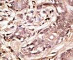 SUMO4 Antibody in Immunohistochemistry (IHC)