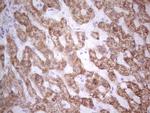 SUOX Antibody in Immunohistochemistry (Paraffin) (IHC (P))