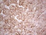SUOX Antibody in Immunohistochemistry (Paraffin) (IHC (P))