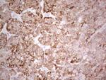 SUOX Antibody in Immunohistochemistry (Paraffin) (IHC (P))