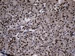 SUPT16H Antibody in Immunohistochemistry (Paraffin) (IHC (P))