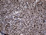 SUPT16H Antibody in Immunohistochemistry (Paraffin) (IHC (P))