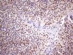 SUPT3H Antibody in Immunohistochemistry (Paraffin) (IHC (P))