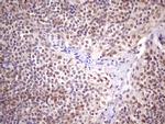 SUPT3H Antibody in Immunohistochemistry (Paraffin) (IHC (P))