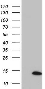 SUPT4H1 Antibody in Western Blot (WB)
