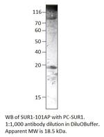 SUR1 Polyclonal Antibody