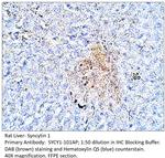 Syncytin 1 Polyclonal Antibody