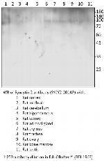 Syncytin 2 Polyclonal Antibody