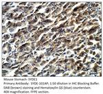 SYDE1 Antibody in Immunohistochemistry (Paraffin) (IHC (P))