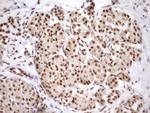 SYF2 Antibody in Immunohistochemistry (Paraffin) (IHC (P))
