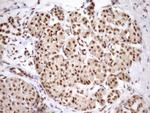 SYF2 Antibody in Immunohistochemistry (Paraffin) (IHC (P))