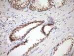 SYF2 Antibody in Immunohistochemistry (Paraffin) (IHC (P))