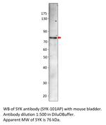 Syk Antibody in Western Blot (WB)
