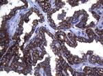 SYNC Antibody in Immunohistochemistry (Paraffin) (IHC (P))