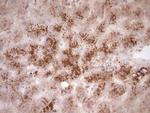 SYNM Antibody in Immunohistochemistry (Paraffin) (IHC (P))