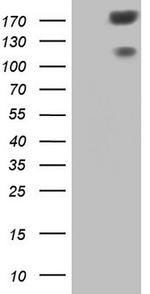 SYNM Antibody in Western Blot (WB)