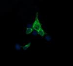 SYP Antibody in Immunocytochemistry (ICC/IF)