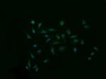 SYP Antibody in Immunocytochemistry (ICC/IF)