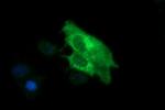 SYP Antibody in Immunocytochemistry (ICC/IF)