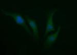 SYP Antibody in Immunocytochemistry (ICC/IF)