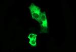 SYP Antibody in Immunocytochemistry (ICC/IF)
