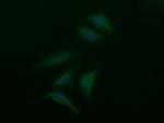 SYP Antibody in Immunocytochemistry (ICC/IF)