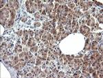 SYP Antibody in Immunohistochemistry (Paraffin) (IHC (P))