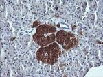 SYP Antibody in Immunohistochemistry (Paraffin) (IHC (P))