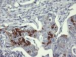 SYP Antibody in Immunohistochemistry (Paraffin) (IHC (P))
