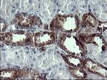 SYP Antibody in Immunohistochemistry (Paraffin) (IHC (P))
