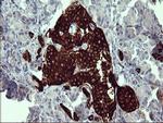 SYP Antibody in Immunohistochemistry (Paraffin) (IHC (P))