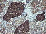 SYP Antibody in Immunohistochemistry (Paraffin) (IHC (P))