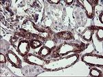 SYP Antibody in Immunohistochemistry (Paraffin) (IHC (P))