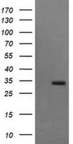 SYP Antibody in Western Blot (WB)