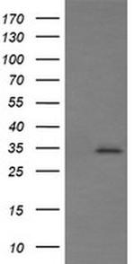 SYP Antibody in Western Blot (WB)