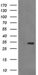 SYP Antibody in Western Blot (WB)