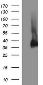 SYP Antibody in Western Blot (WB)