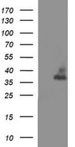 SYP Antibody in Western Blot (WB)