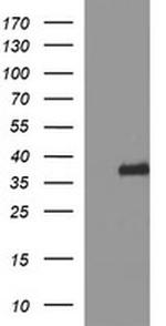 SYP Antibody in Western Blot (WB)
