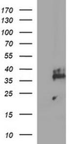 SYP Antibody in Western Blot (WB)
