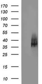 SYP Antibody in Western Blot (WB)